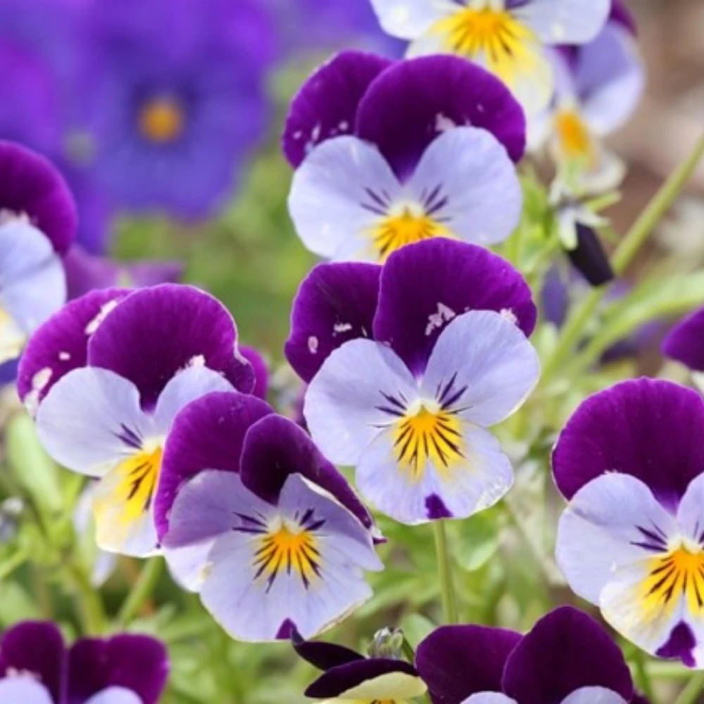 Pink Pansy Mix Viola Flower Seeds - Cold Resistant - 25 Seeds - Image 2