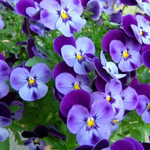 Pink Pansy Mix Viola Flower Seeds - Cold Resistant - 25 Seeds - Image 3