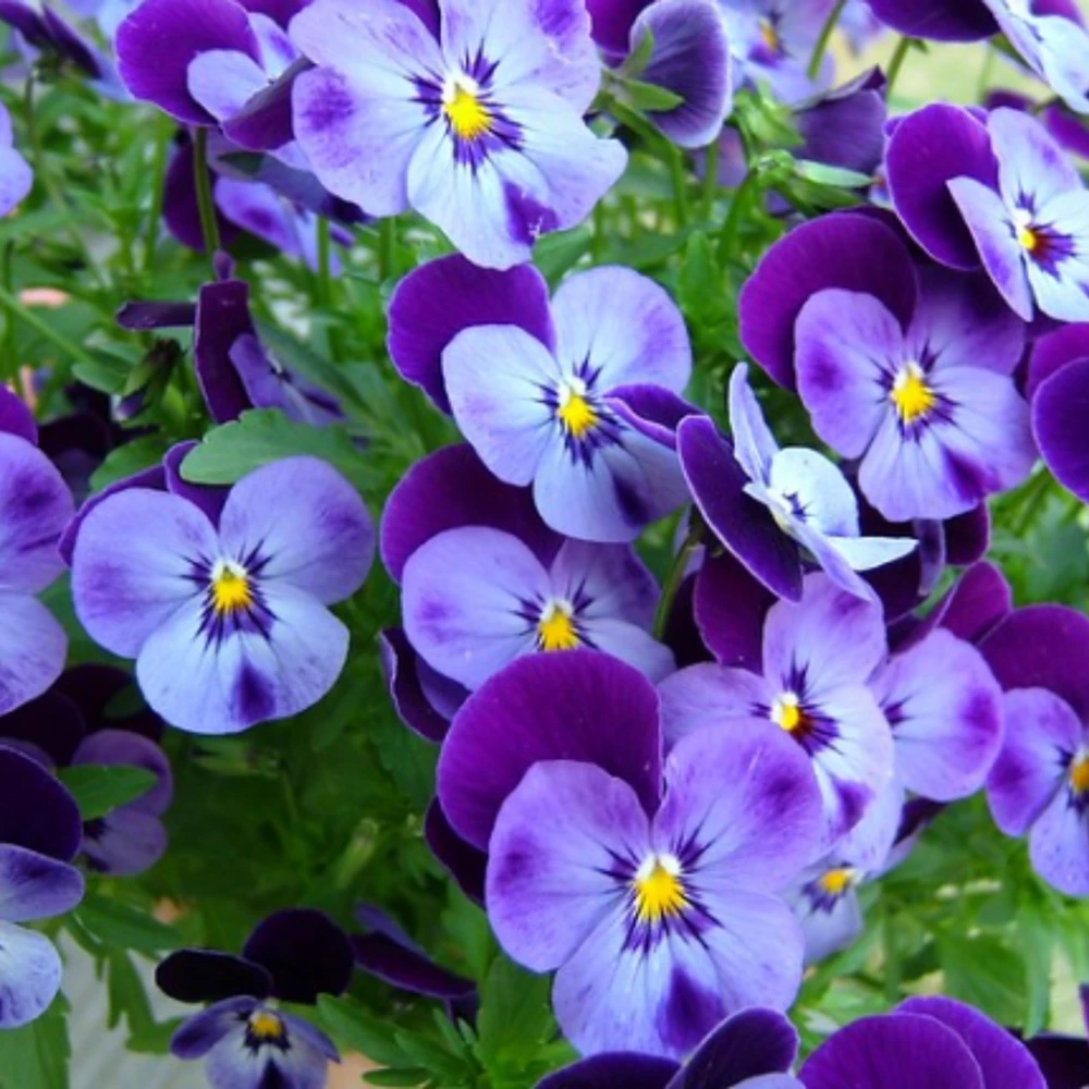 Pink Pansy Mix Viola Flower Seeds - Cold Resistant - 25 Seeds - Image 3
