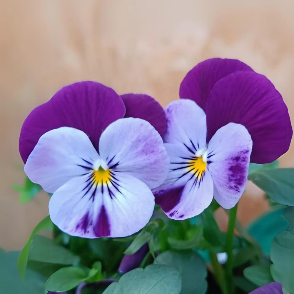 Pink Pansy Mix Viola Flower Seeds - Cold Resistant - 25 Seeds - Image 4