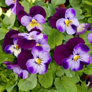 Pink Pansy Mix Viola Flower Seeds - Cold Resistant - 25 Seeds - Image 5