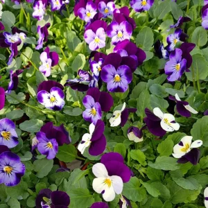 Pink Pansy Mix Viola Flower Seeds - Cold Resistant - 25 Seeds - Image 6
