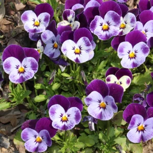 Pink Pansy Mix Viola Flower Seeds - Cold Resistant - 25 Seeds - Image 7