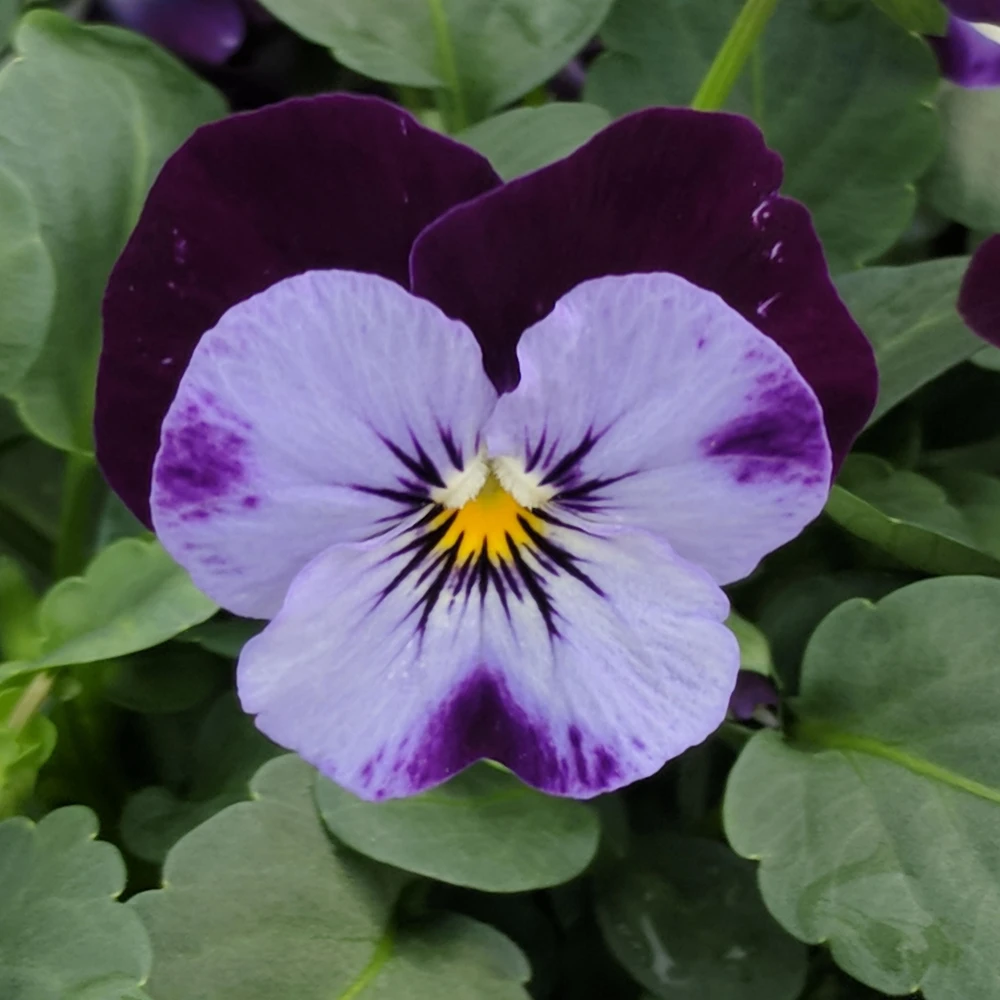 Pink Pansy Mix Viola Flower Seeds - Cold Resistant - 25 Seeds - Image 8