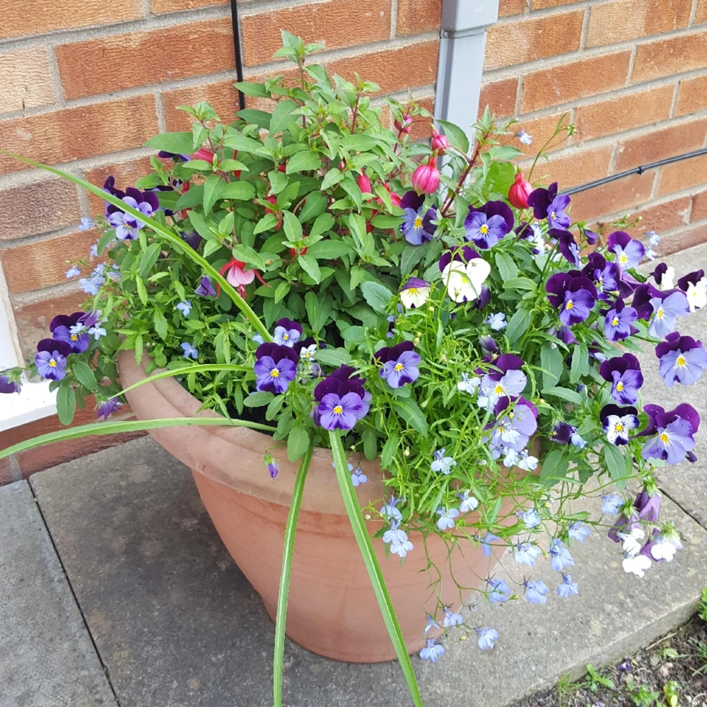 Pink Pansy Mix Viola Flower Seeds - Cold Resistant - 25 Seeds - Image 9