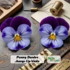 Pink Pansy Mix Viola Flower Seeds - Cold Resistant - 25 Seeds - Image 1