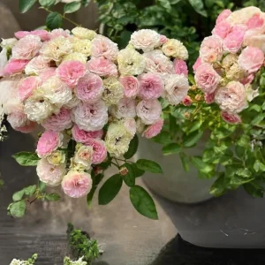 Pink Rose Seeds - 30 Count - Cold Hardy, Fragrant Garden Flower Seeds - Image 10