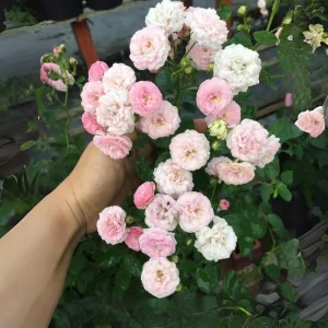 Pink Rose Seeds - 30 Count - Cold Hardy, Fragrant Garden Flower Seeds - Image 11
