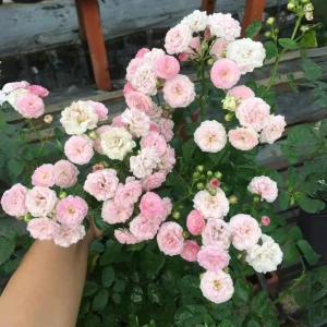 Pink Rose Seeds - 30 Count - Cold Hardy, Fragrant Garden Flower Seeds - Image 12