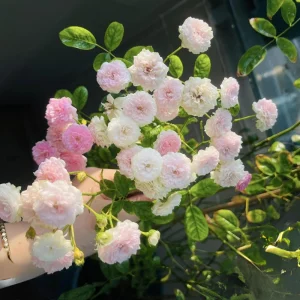 Pink Rose Seeds - 30 Count - Cold Hardy, Fragrant Garden Flower Seeds - Image 14