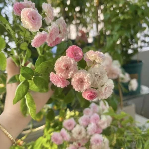 Pink Rose Seeds - 30 Count - Cold Hardy, Fragrant Garden Flower Seeds - Image 15