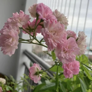 Pink Rose Seeds - 30 Count - Cold Hardy, Fragrant Garden Flower Seeds - Image 19