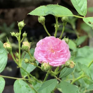 Pink Rose Seeds - 30 Count - Cold Hardy, Fragrant Garden Flower Seeds - Image 2