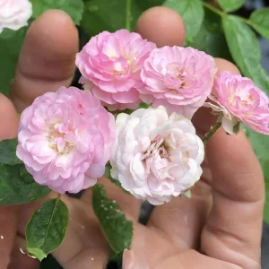 Pink Rose Seeds - 30 Count - Cold Hardy, Fragrant Garden Flower Seeds - Image 3