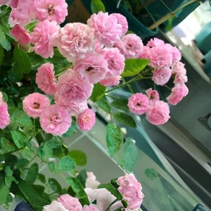 Pink Rose Seeds - 30 Count - Cold Hardy, Fragrant Garden Flower Seeds - Image 4