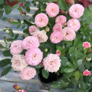 Pink Rose Seeds - 30 Count - Cold Hardy, Fragrant Garden Flower Seeds - Image 5