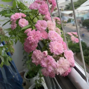 Pink Rose Seeds - 30 Count - Cold Hardy, Fragrant Garden Flower Seeds - Image 7