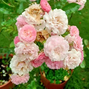 Pink Rose Seeds - 30 Count - Cold Hardy, Fragrant Garden Flower Seeds - Image 8