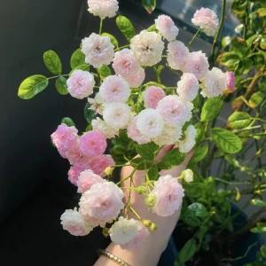 Pink Rose Seeds - 30 Count - Cold Hardy, Fragrant Garden Flower Seeds - Image 9