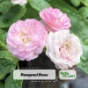 Pink Rose Seeds - 30 Count - Cold Hardy, Fragrant Garden Flower Seeds - Image 1