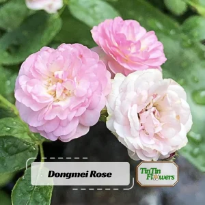 Pink Rose Seeds - 30 Count - Cold Hardy, Fragrant Garden Flower Seeds - Image 1