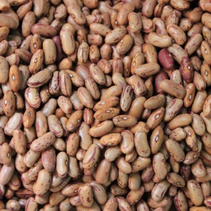 Pinto Bean Seeds - 15 Seeds Heirloom Bush Variety - High Yield Speckled Beans for Garden - Image 4