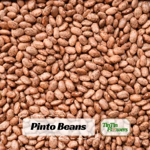 Pinto Bean Seeds - 15 Seeds Heirloom Bush Variety - High Yield Speckled Beans for Garden - Image 1