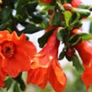 Pomegranate Live Plant – 8-12 Inches Tall – Fruit Tree – Outdoor - Image 2