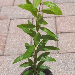Pomegranate Live Plant – 8-12 Inches Tall – Fruit Tree – Outdoor - Image 4