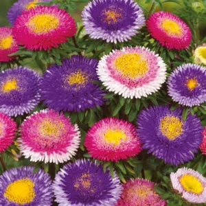 Pompon Aster Seeds Hi-No-Maru Mix - Callistephus Chinensis Flower Seeds - 20 Seeds - Image 10
