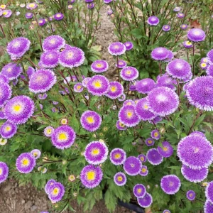 Pompon Aster Seeds Hi-No-Maru Mix - Callistephus Chinensis Flower Seeds - 20 Seeds - Image 11