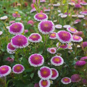 Pompon Aster Seeds Hi-No-Maru Mix - Callistephus Chinensis Flower Seeds - 20 Seeds - Image 12