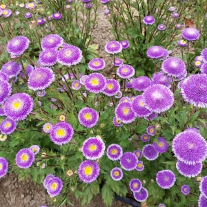 Pompon Aster Seeds Hi-No-Maru Mix - Callistephus Chinensis Flower Seeds - 20 Seeds - Image 2