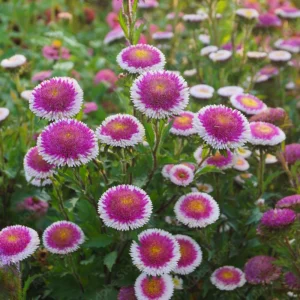 Pompon Aster Seeds Hi-No-Maru Mix - Callistephus Chinensis Flower Seeds - 20 Seeds - Image 3
