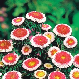 Pompon Aster Seeds Hi-No-Maru Mix - Callistephus Chinensis Flower Seeds - 20 Seeds - Image 4