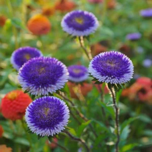 Pompon Aster Seeds Hi-No-Maru Mix - Callistephus Chinensis Flower Seeds - 20 Seeds - Image 5