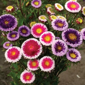 Pompon Aster Seeds Hi-No-Maru Mix - Callistephus Chinensis Flower Seeds - 20 Seeds - Image 6