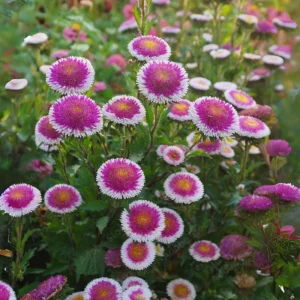 Pompon Aster Seeds Hi-No-Maru Mix - Callistephus Chinensis Flower Seeds - 20 Seeds - Image 7