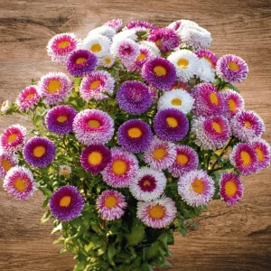 Pompon Aster Seeds Hi-No-Maru Mix - Callistephus Chinensis Flower Seeds - 20 Seeds - Image 8