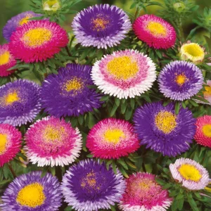 Pompon Aster Seeds Hi-No-Maru Mix - Callistephus Chinensis Flower Seeds - 20 Seeds - Image 9