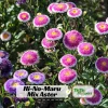 Pompon Aster Seeds Hi-No-Maru Mix - Callistephus Chinensis Flower Seeds - 20 Seeds - Image 1