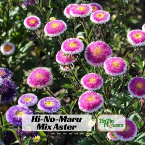 Pompon Aster Seeds Hi-No-Maru Mix - Callistephus Chinensis Flower Seeds - 20 Seeds - Image 1