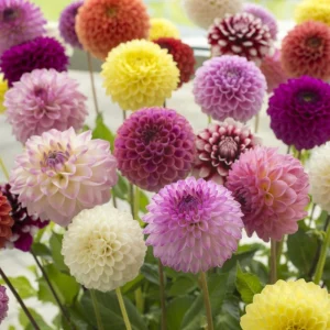 Pompon Dahlia Mix Seeds - 40+ Seeds - Heirloom, Pollinator Friendly Flowers - Image 10