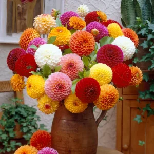 Pompon Dahlia Mix Seeds - 40+ Seeds - Heirloom, Pollinator Friendly Flowers - Image 11