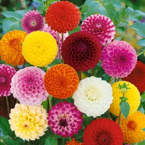 Pompon Dahlia Mix Seeds - 40+ Seeds - Heirloom, Pollinator Friendly Flowers - Image 12
