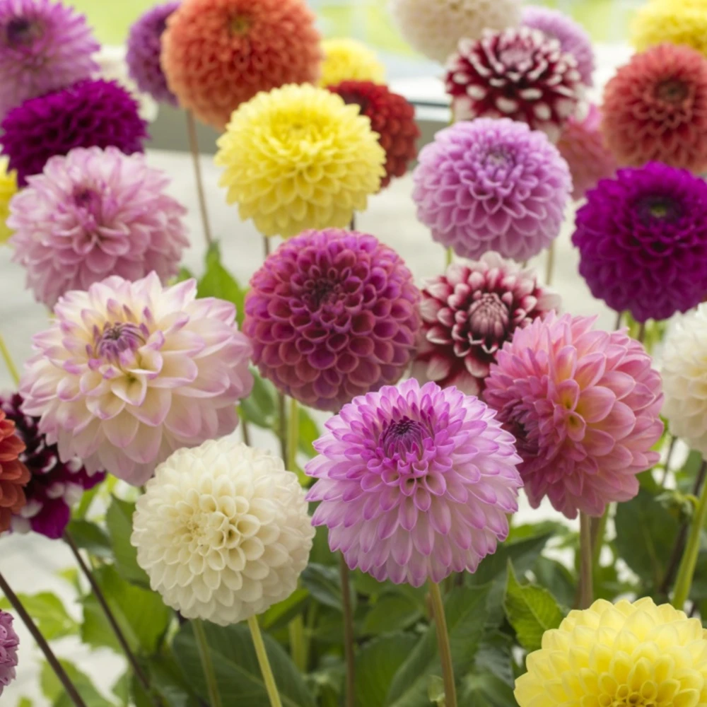 Pompon Dahlia Mix Seeds - 40+ Seeds - Heirloom, Pollinator Friendly Flowers - Image 13