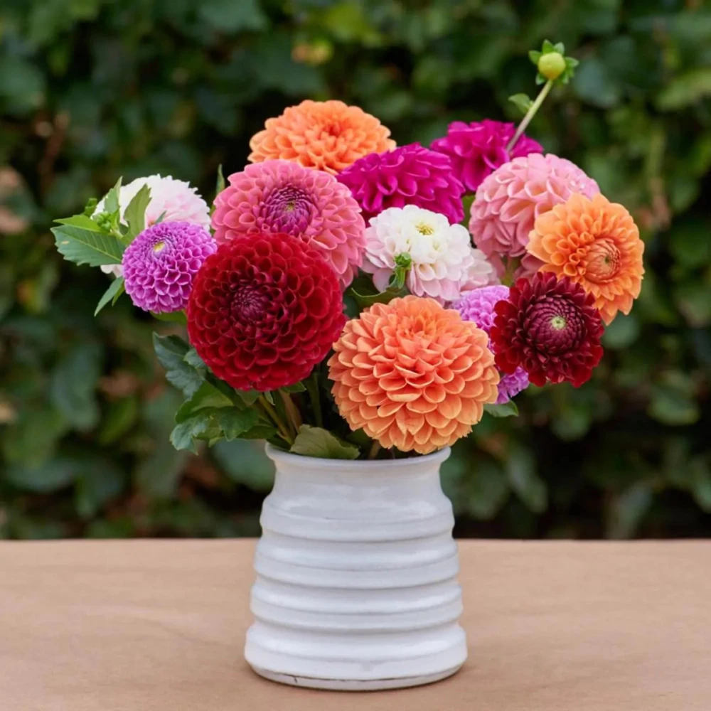 Pompon Dahlia Mix Seeds - 40+ Seeds - Heirloom, Pollinator Friendly Flowers - Image 14