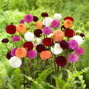 Pompon Dahlia Mix Seeds - 40+ Seeds - Heirloom, Pollinator Friendly Flowers - Image 15