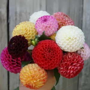 Pompon Dahlia Mix Seeds - 40+ Seeds - Heirloom, Pollinator Friendly Flowers - Image 16