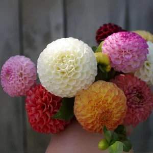 Pompon Dahlia Mix Seeds - 40+ Seeds - Heirloom, Pollinator Friendly Flowers - Image 17